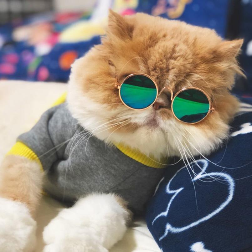 The Squeaky Coco Pet Sunglasses